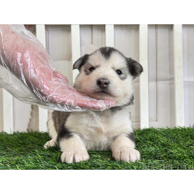 販売中の茨城県のアラスカンマラミュート-445453の5枚目