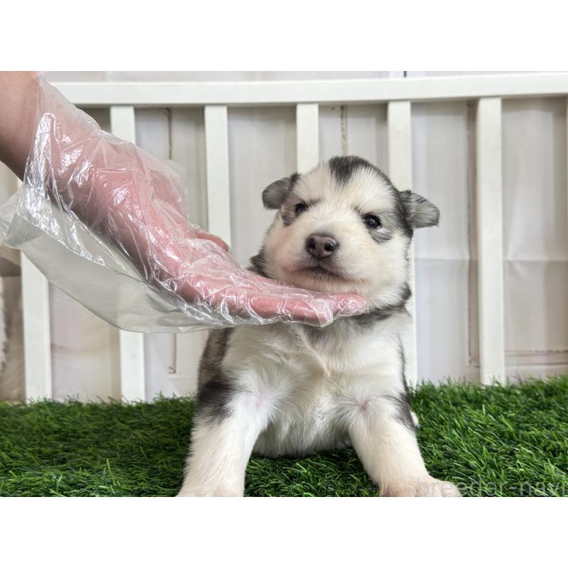 販売中の茨城県のアラスカンマラミュート-445453の4枚目