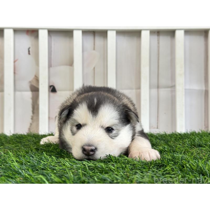 販売中の茨城県のアラスカンマラミュート-445453の3枚目