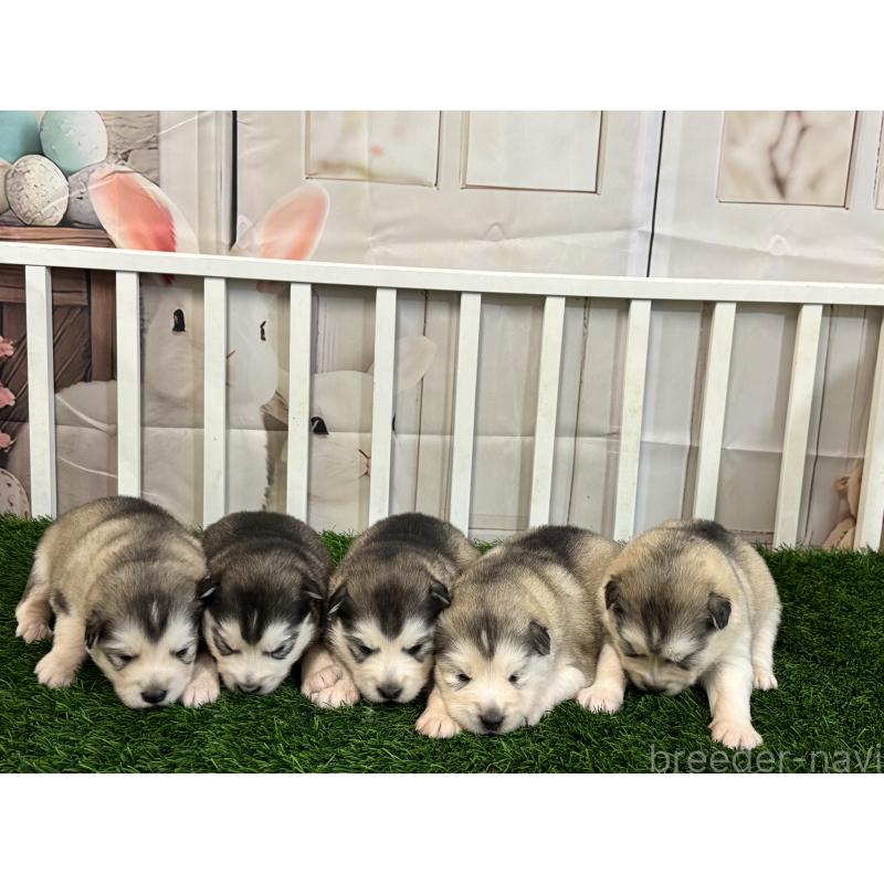 販売中の茨城県のアラスカンマラミュート-445453の2枚目