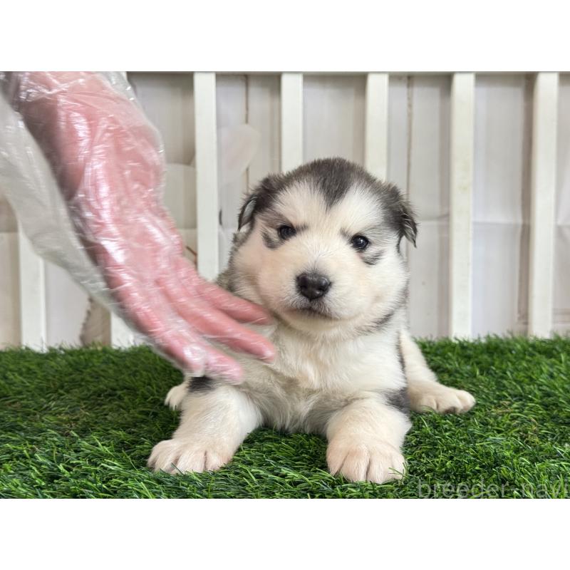 販売中の茨城県のアラスカンマラミュート-445454の5枚目