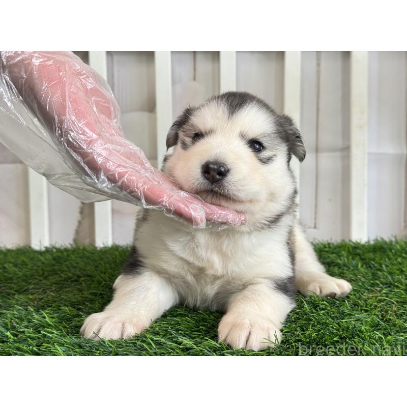 販売中の茨城県のアラスカンマラミュート-445454の4枚目