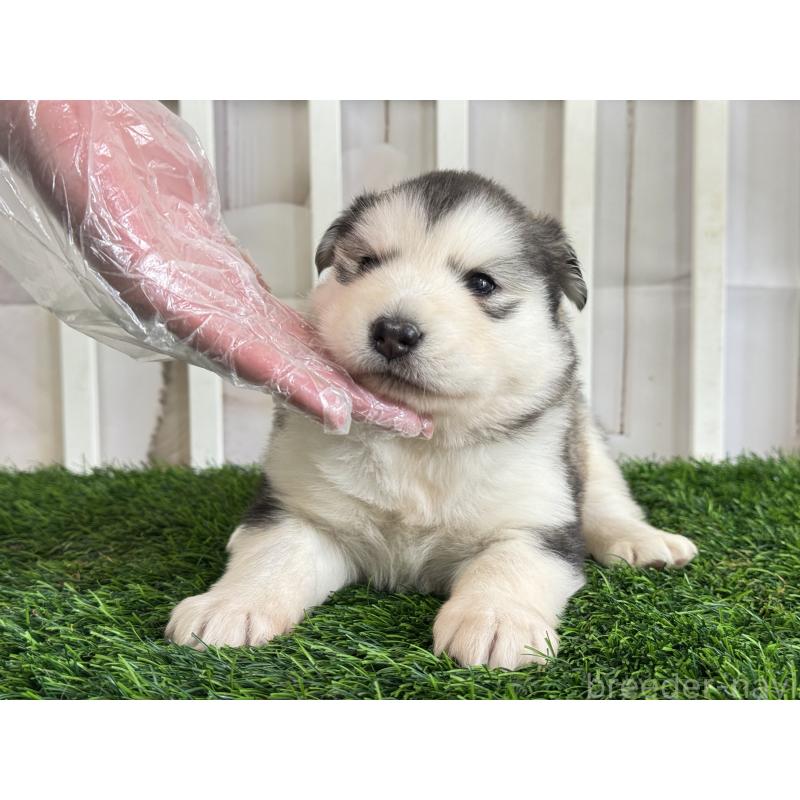 販売中の茨城県のアラスカンマラミュート-445454の2枚目