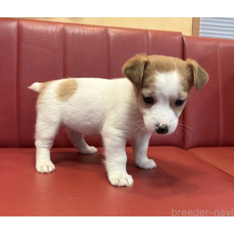 販売中の京都府のジャックラッセルテリア-445455の3枚目