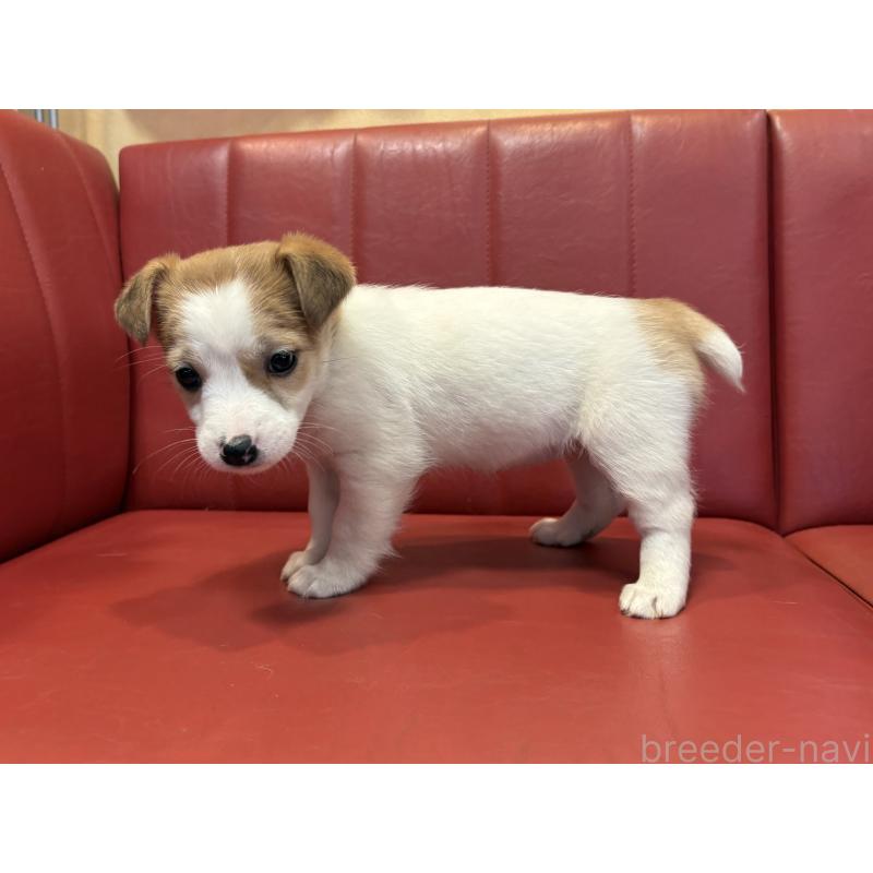 販売中の京都府のジャックラッセルテリア-445455の2枚目