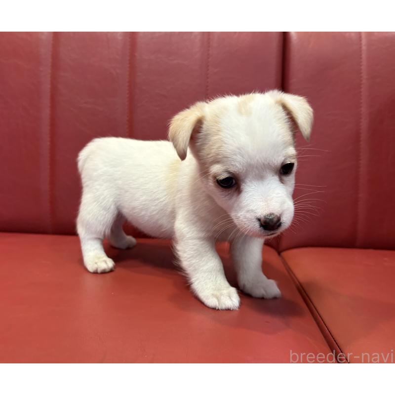 販売中の京都府のジャックラッセルテリア-445456の5枚目