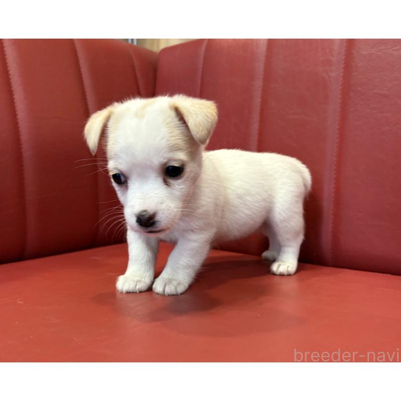 販売中の京都府のジャックラッセルテリア-445456の4枚目