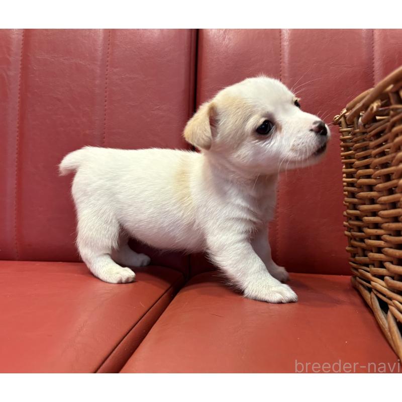 販売中の京都府のジャックラッセルテリア-445456の3枚目