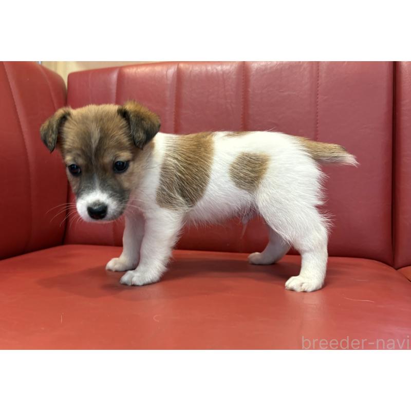 販売中の京都府のジャックラッセルテリア-445457の3枚目