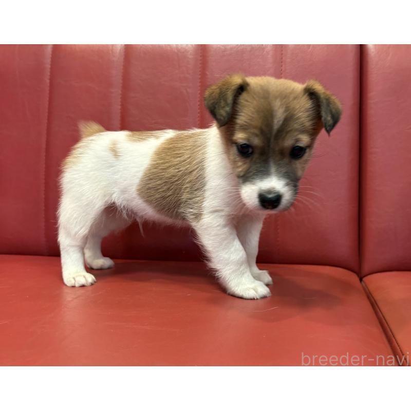 販売中の京都府のジャックラッセルテリア-445457の2枚目