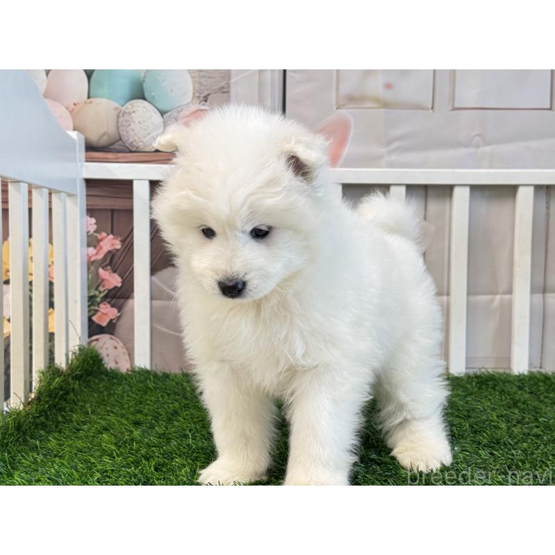 成約済の茨城県のサモエド-437509の5枚目