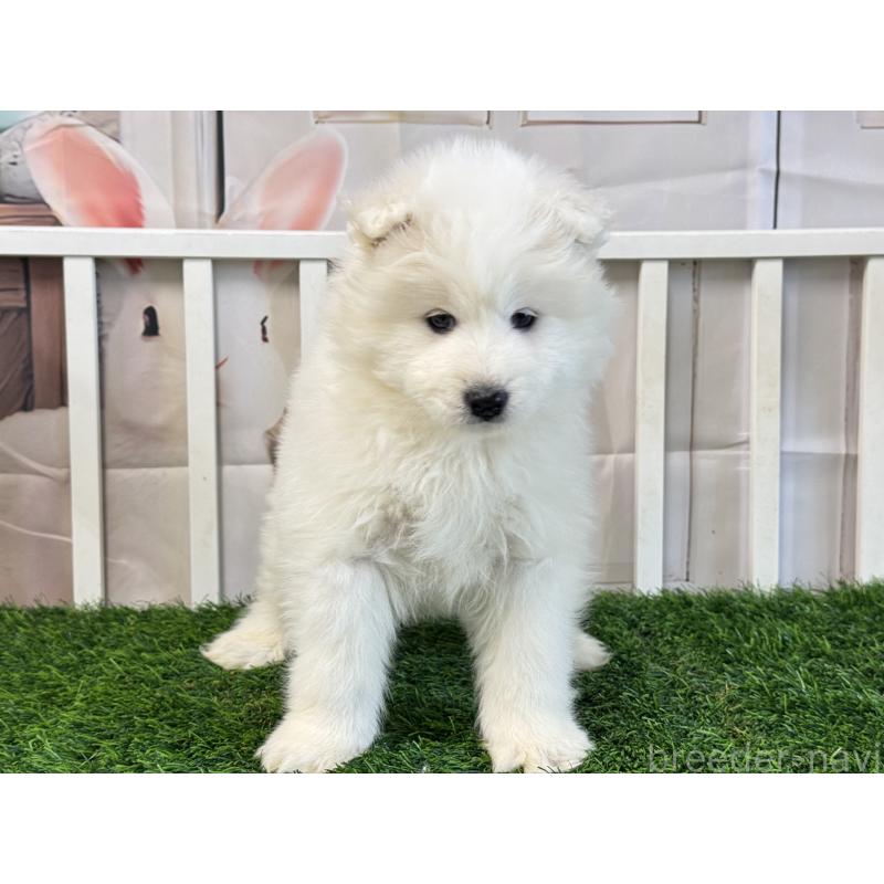 成約済の茨城県のサモエド-437509の4枚目