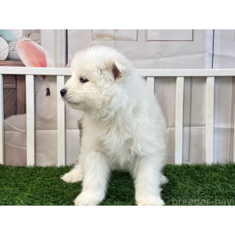 成約済の茨城県のサモエド-437509の3枚目