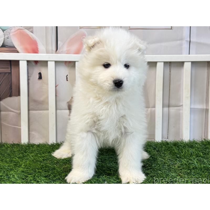 成約済の茨城県のサモエド-437509の2枚目