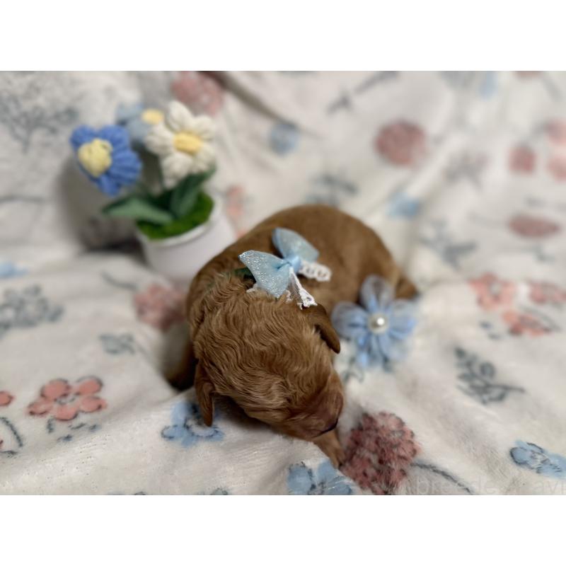 販売中の東京都のミディアムプードル-445458の4枚目