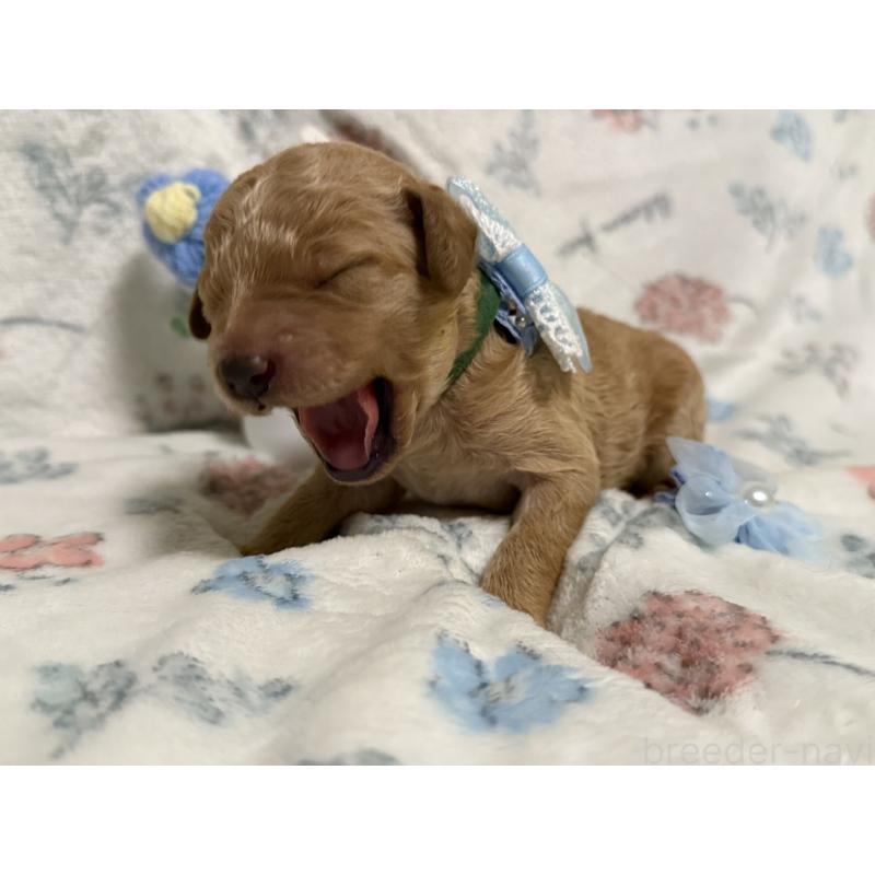 販売中の東京都のミディアムプードル-445458の3枚目