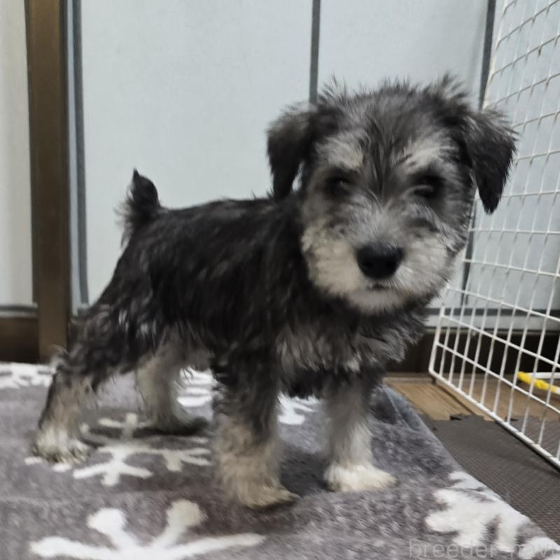 販売中の岡山県のミニチュアシュナウザー-436739