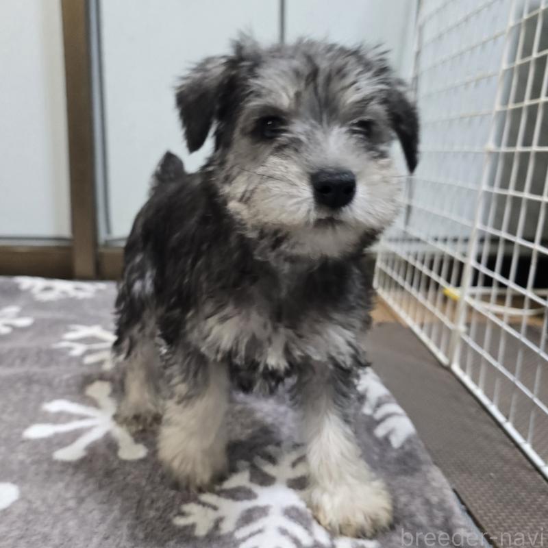 販売中の岡山県のミニチュアシュナウザー-436739の3枚目