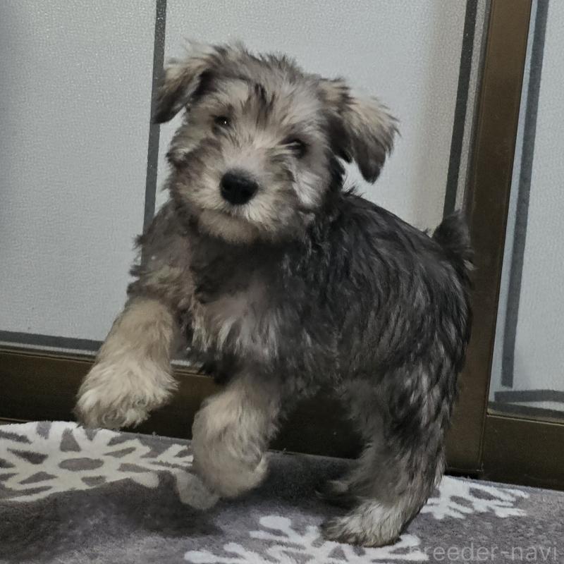 販売中の岡山県のミニチュアシュナウザー-436740