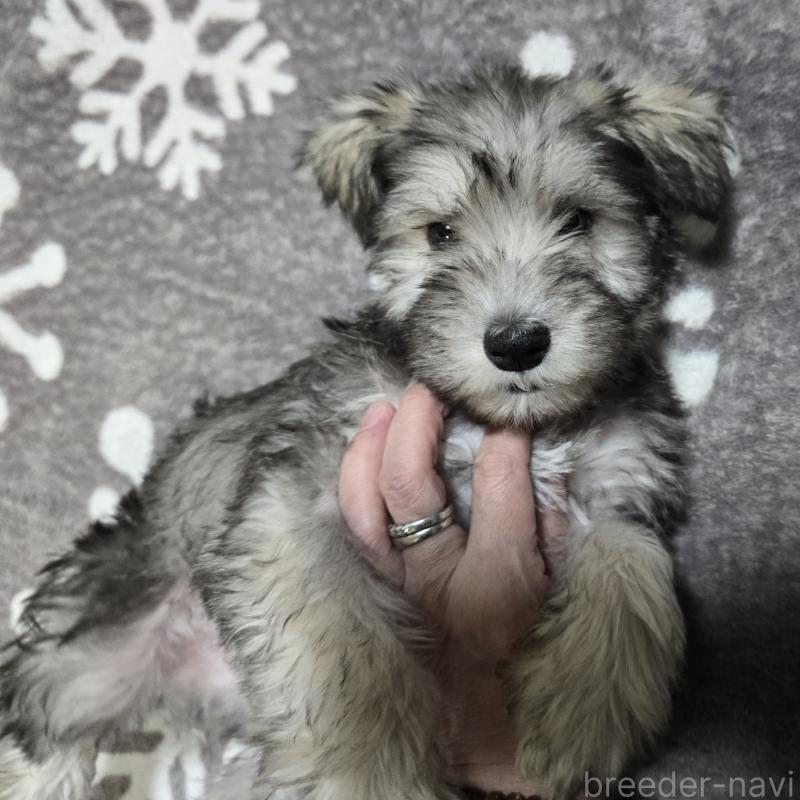 成約済の岡山県のミニチュアシュナウザー-436740の3枚目