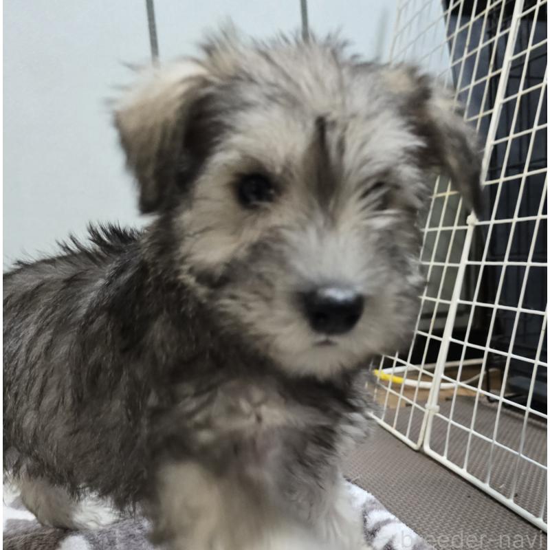 成約済の岡山県のミニチュアシュナウザー-436740の2枚目