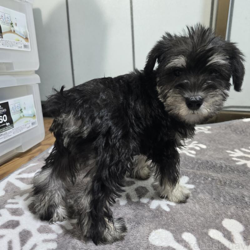 商談中の岡山県のミニチュアシュナウザー-436741の3枚目