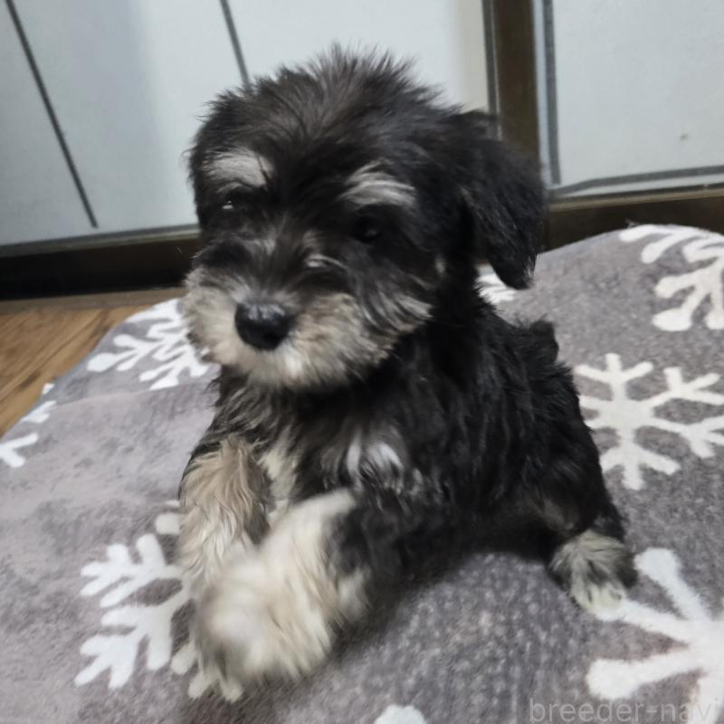 商談中の岡山県のミニチュアシュナウザー-436741の2枚目