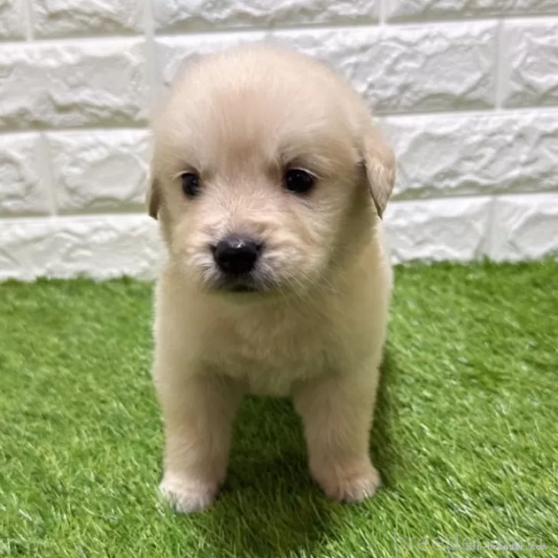 販売中の愛知県のゴールデンレトリーバー-444473