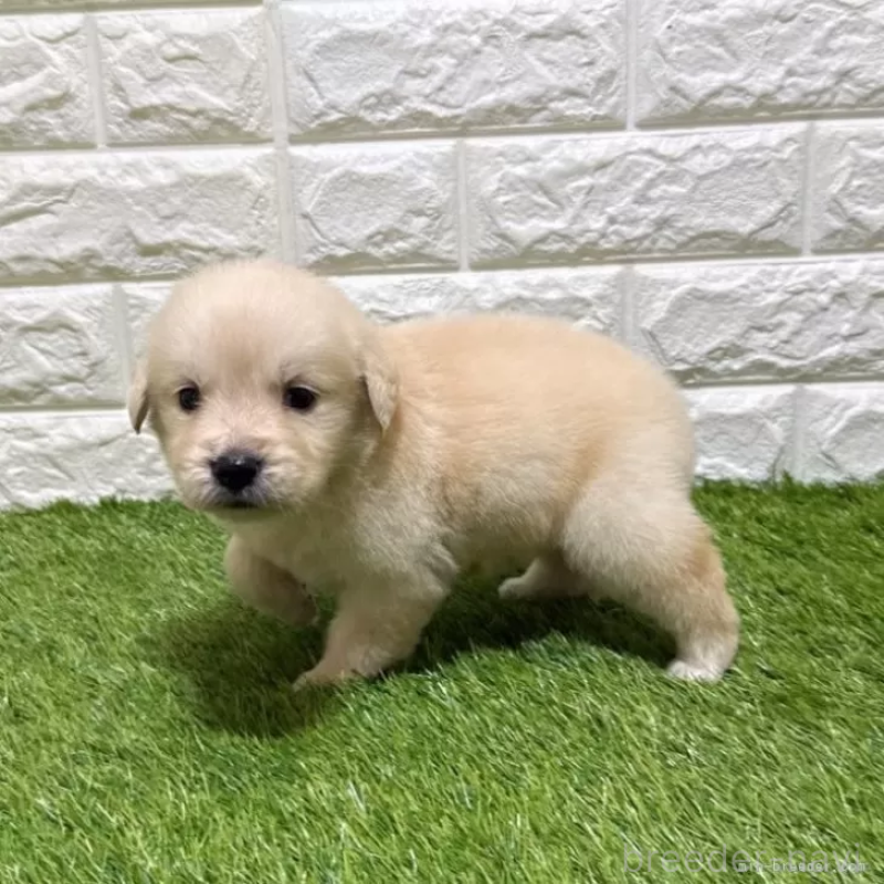 販売中の愛知県のゴールデンレトリーバー-444473の5枚目