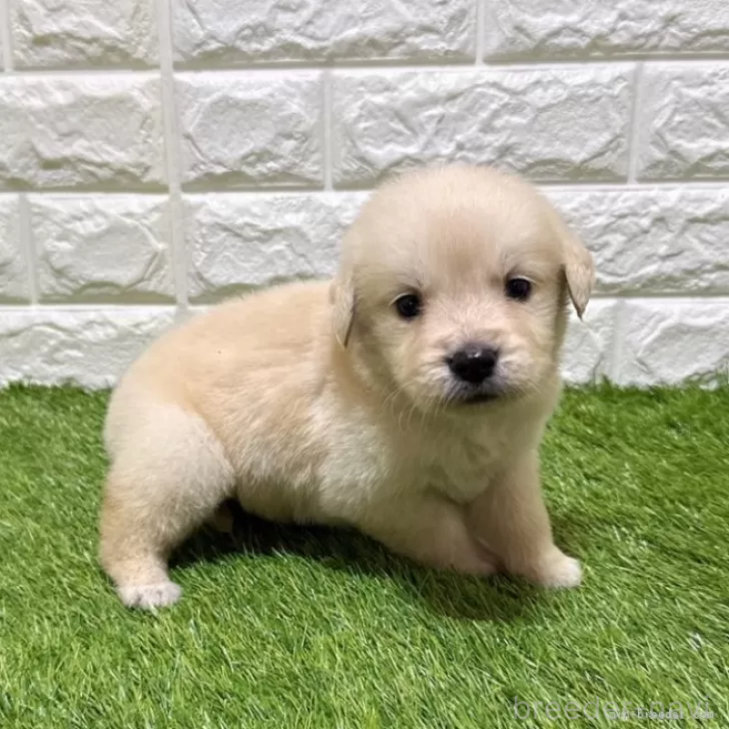 販売中の愛知県のゴールデンレトリーバー-444473の4枚目