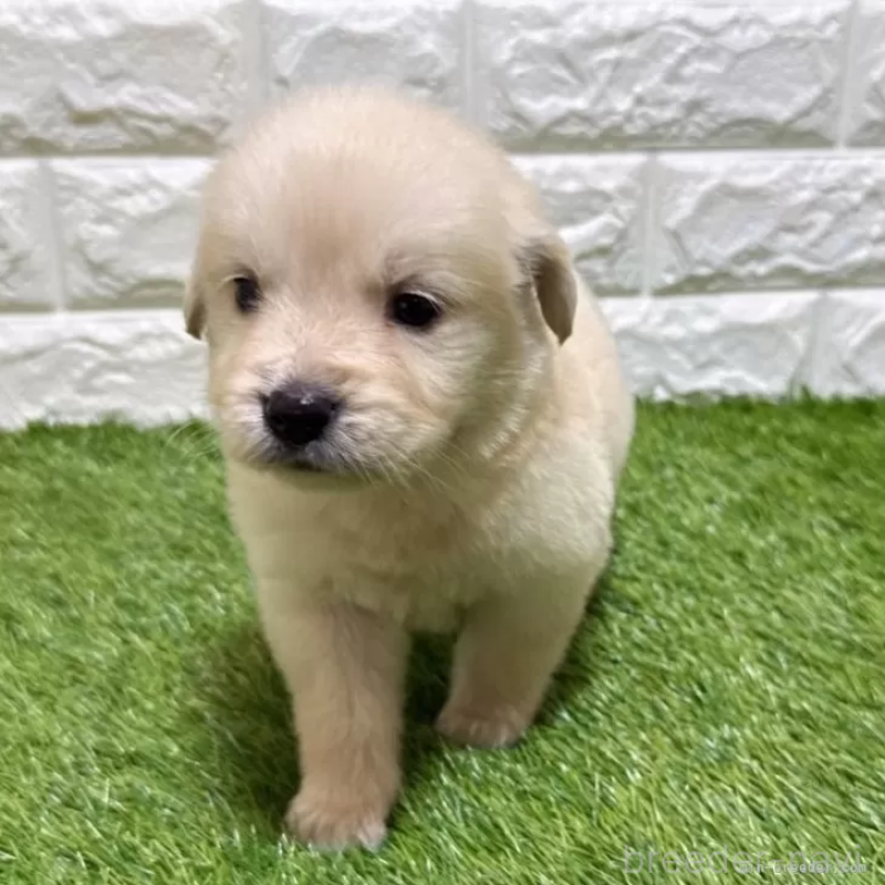 販売中の愛知県のゴールデンレトリーバー-444473の3枚目