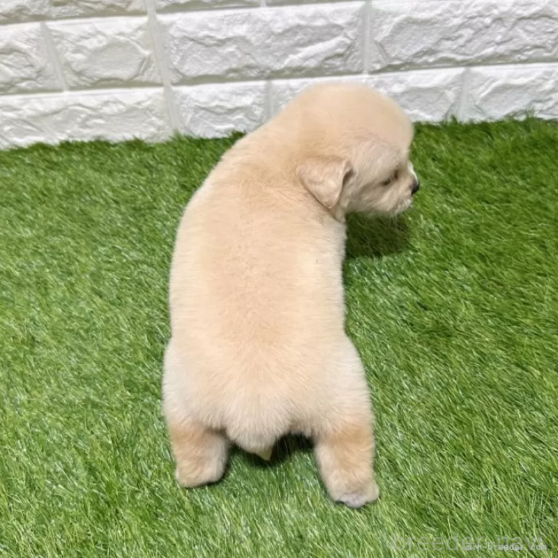 販売中の愛知県のゴールデンレトリーバー-444473の2枚目