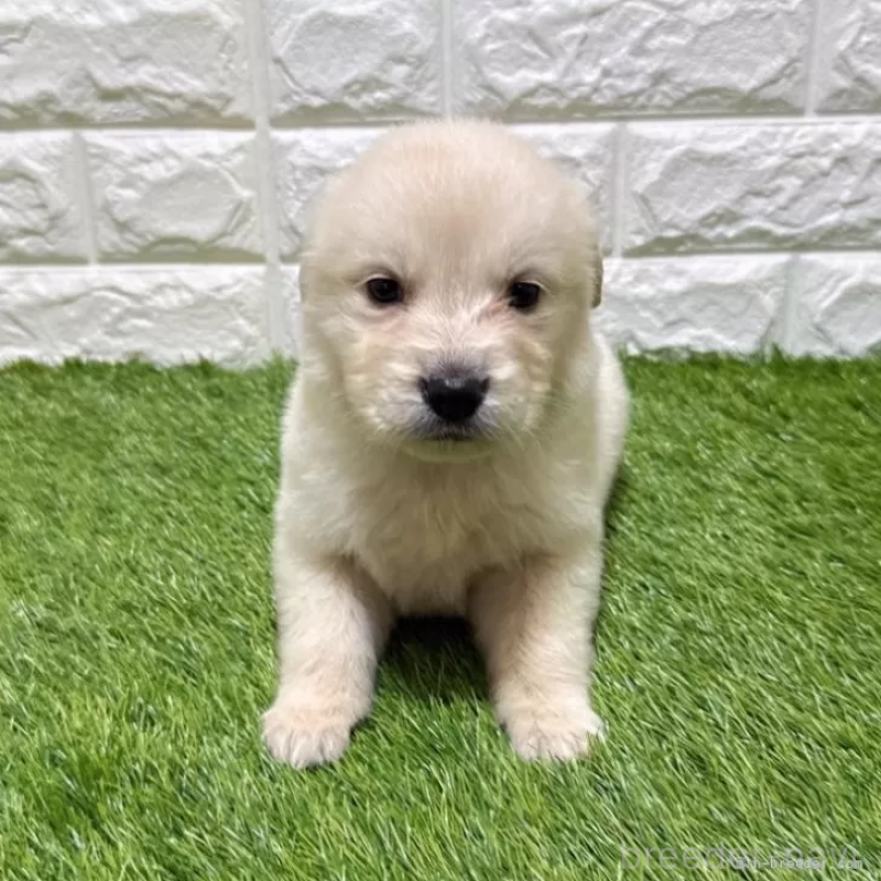 販売中の愛知県のゴールデンレトリーバー-444462