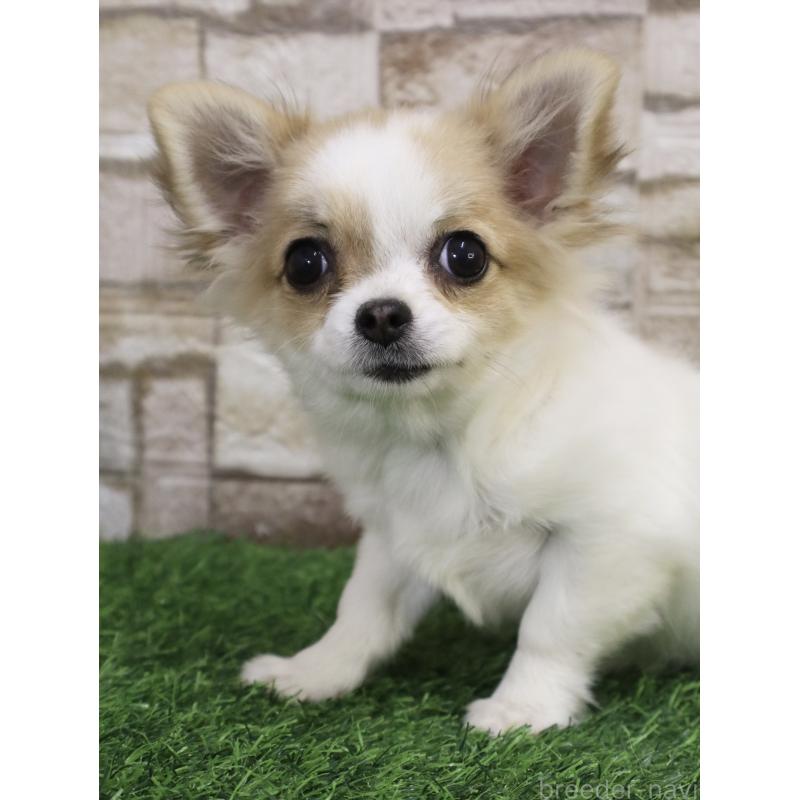 販売中の山口県のチワワ(ロングコート)-445459の4枚目