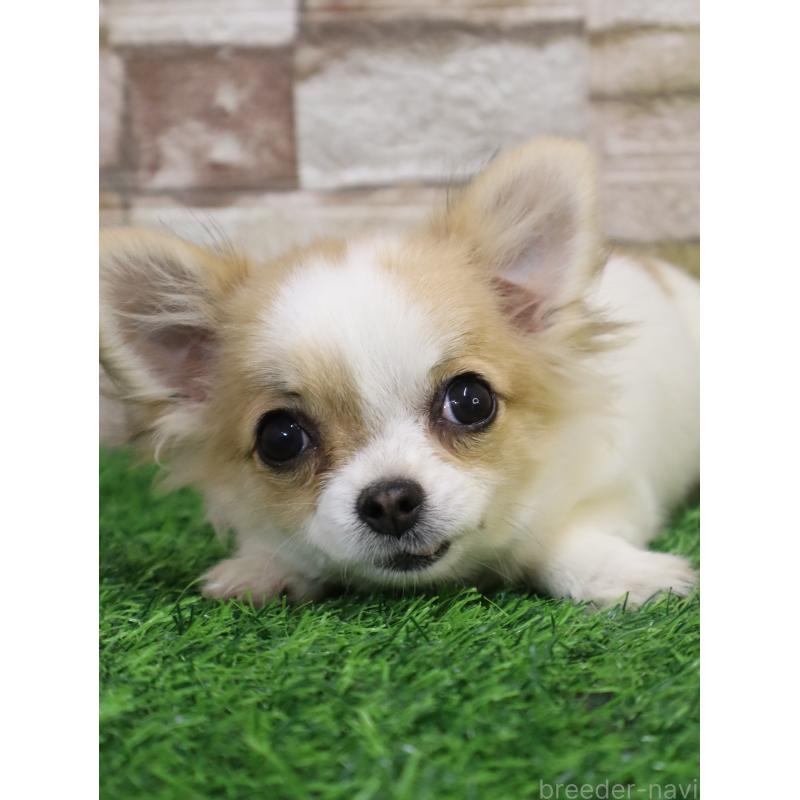 販売中の山口県のチワワ(ロングコート)-445459の3枚目