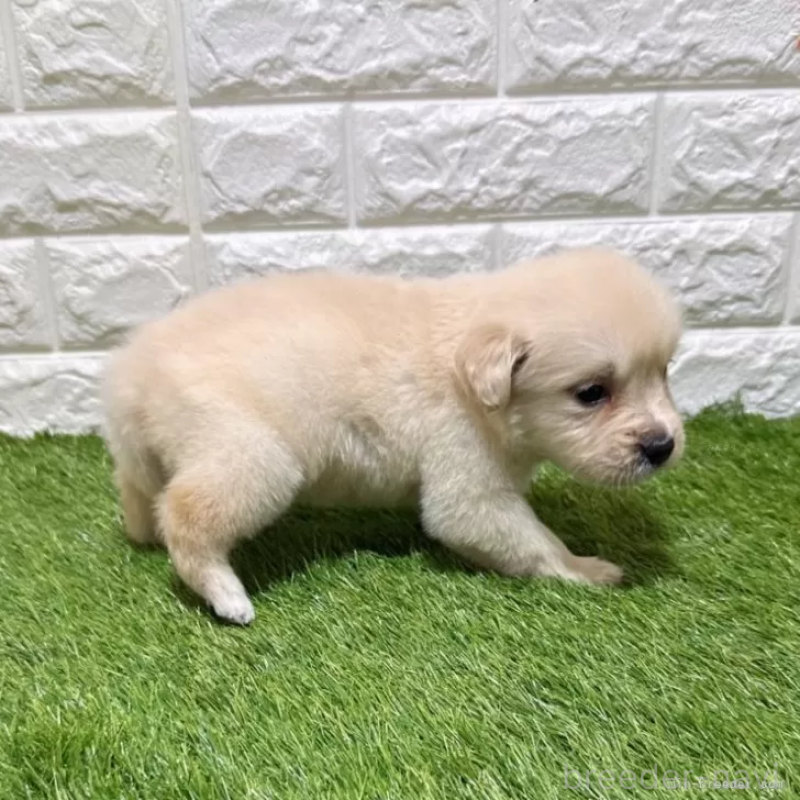 販売中の愛知県のゴールデンレトリーバー-444474の5枚目