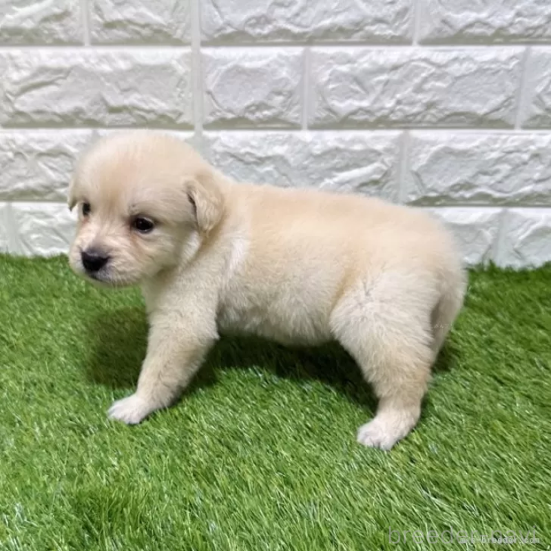 販売中の愛知県のゴールデンレトリーバー-444474の4枚目