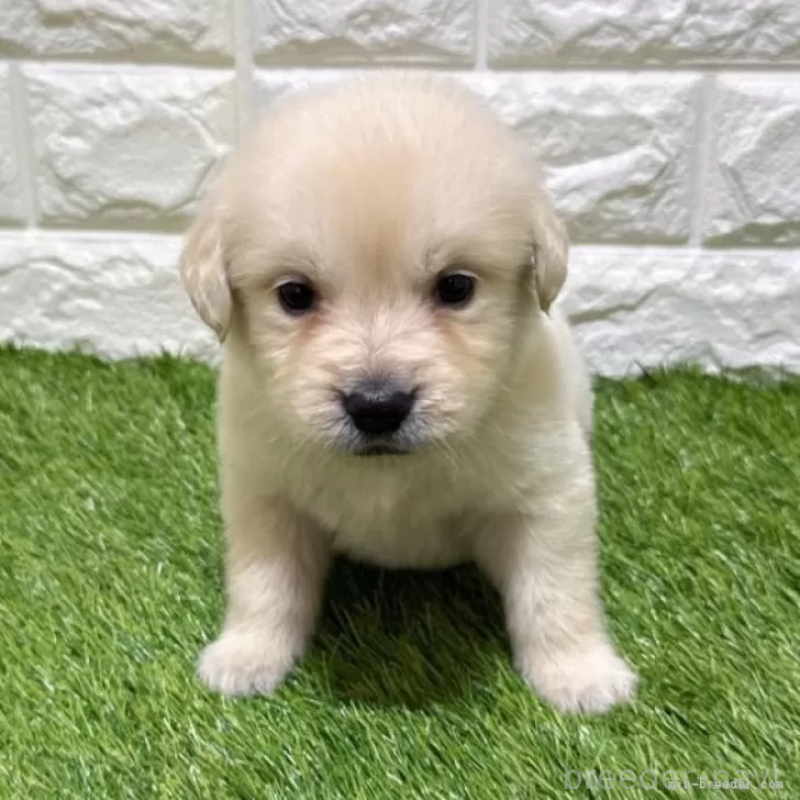 販売中の愛知県のゴールデンレトリーバー-444474の3枚目