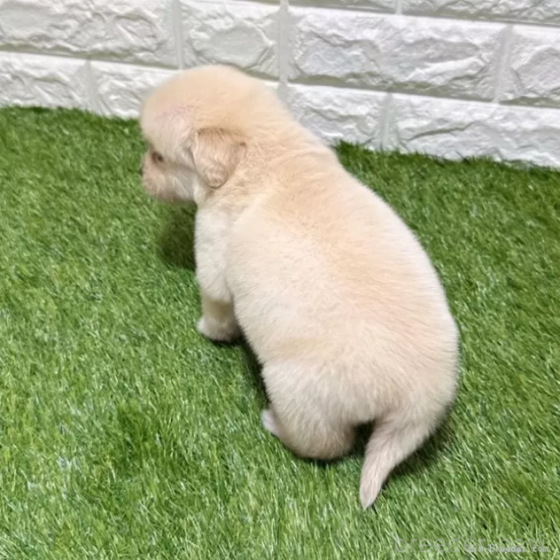 販売中の愛知県のゴールデンレトリーバー-444474の2枚目