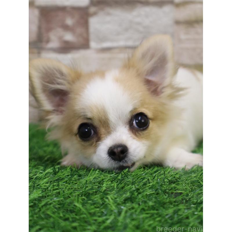 販売中の山口県のチワワ(ロングコート)-445459の2枚目