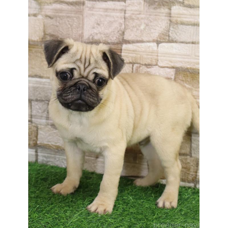 販売中の山口県のパグ-445460の6枚目