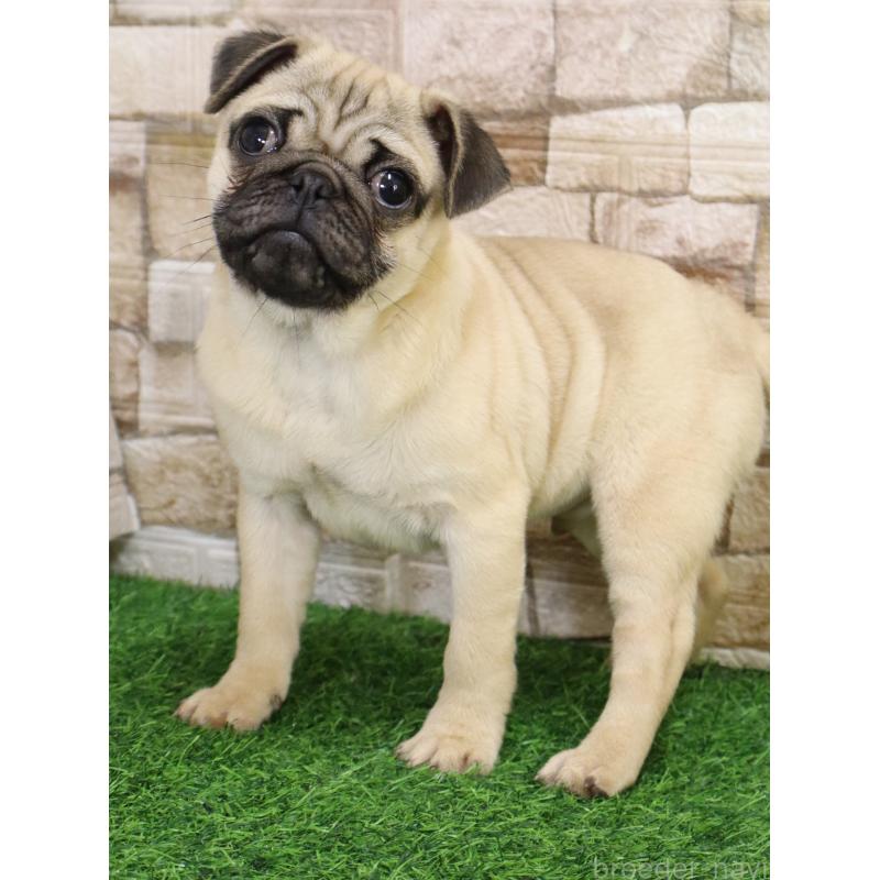 販売中の山口県のパグ-445460の5枚目