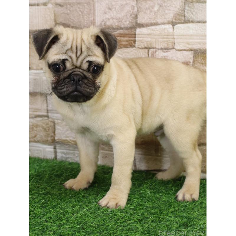 販売中の山口県のパグ-445460の4枚目