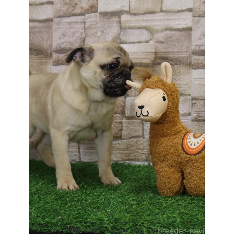 販売中の山口県のパグ-445460の2枚目