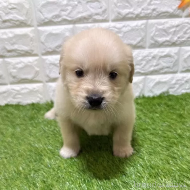 販売中の愛知県のゴールデンレトリーバー-444460