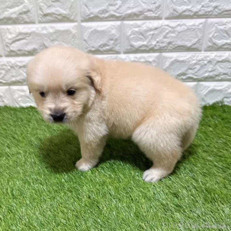 販売中の愛知県のゴールデンレトリーバー-444460の5枚目