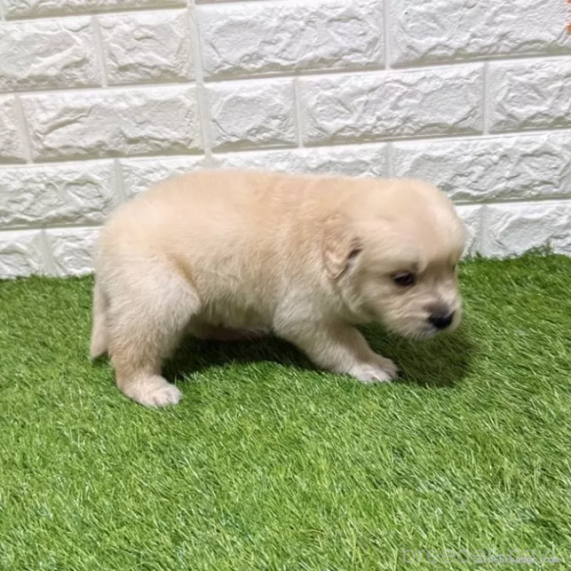 販売中の愛知県のゴールデンレトリーバー-444460の4枚目