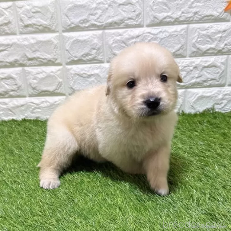 販売中の愛知県のゴールデンレトリーバー-444460の3枚目