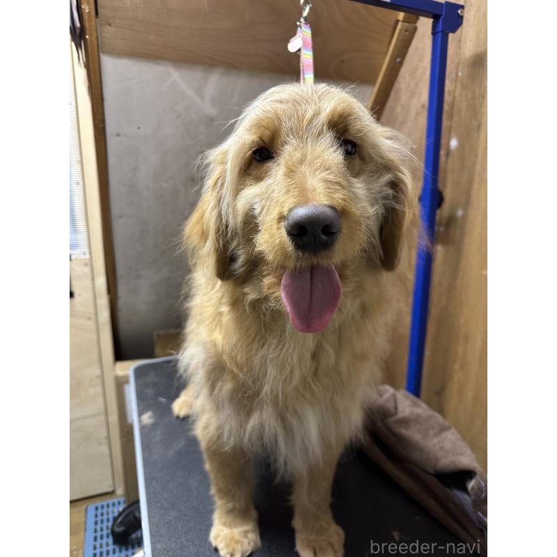 販売中の青森県のゴールデンドゥードル:ゴールデンレトリーバー×プードル-411053