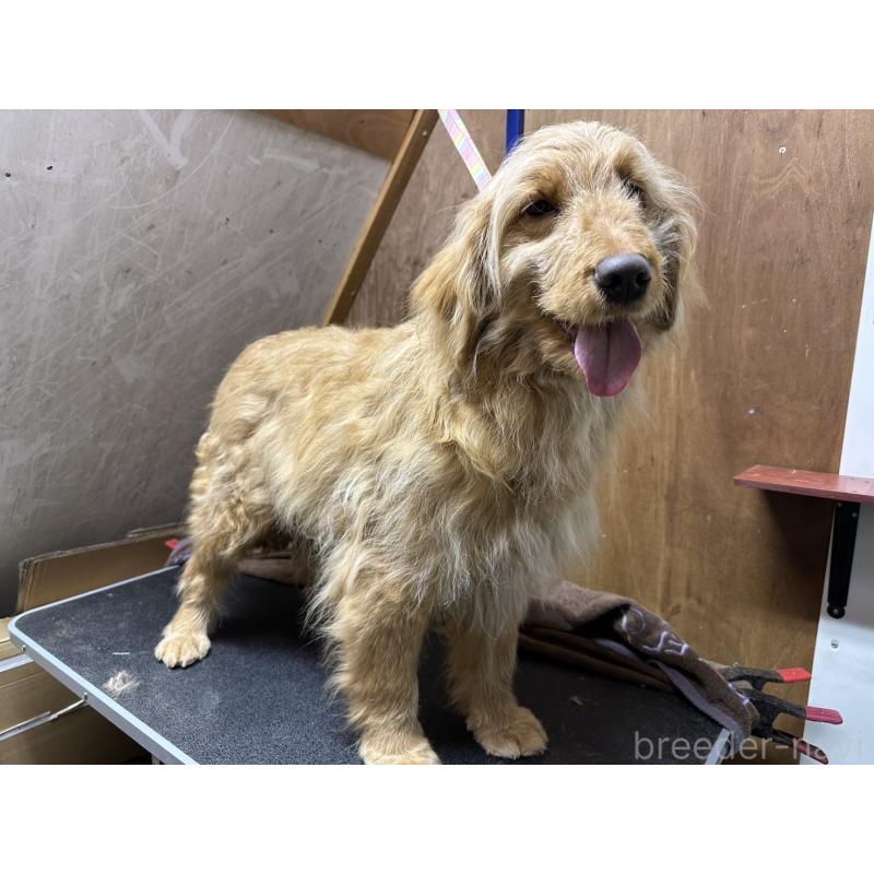 販売中の青森県のゴールデンドゥードル:ゴールデンレトリーバー×プードル-411053の4枚目